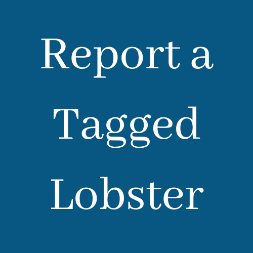 Report a Tagged Lobster